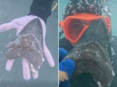 Adolescente do Wyoming descobre dente raro e antigo de tubarão megalodonte na costa da Flórida A mão de uma pessoa debaixo d’água segurando um grande dente de tubarão fossilizado e escuro.