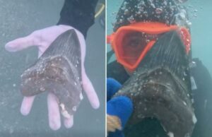 Adolescente do Wyoming descobre dente raro e antigo de tubarão megalodonte na costa da Flórida A mão de uma pessoa debaixo d’água segurando um grande dente de tubarão fossilizado e escuro.
