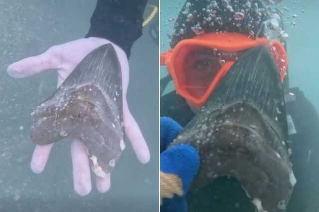 A mão de uma pessoa debaixo d’água segurando um grande dente de tubarão fossilizado e escuro.