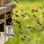 Crédito da foto: Facebook