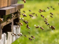 Agricultores devastados depois de voltarem para casa e encontrarem milhares de abelhas mortas em ato ‘deliberado’: ‘Foi… totalmente queimado’ Crédito da foto: Facebook