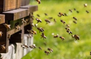 Agricultores devastados depois de voltarem para casa e encontrarem milhares de abelhas mortas em ato ‘deliberado’: ‘Foi… totalmente queimado’ Crédito da foto: Facebook