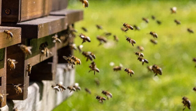 Crédito da foto: Facebook