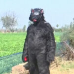 Agricultores indianos se vestem de ursos para proteger plantações de macacos