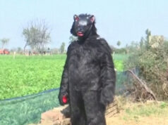 Agricultores indianos se vestem de ursos para proteger plantações de macacos Agricultores indianos se vestem de ursos para proteger plantações de macacos