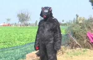 Agricultores indianos se vestem de ursos para proteger plantações de macacos Agricultores indianos se vestem de ursos para proteger plantações de macacos