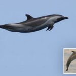 Amado mamífero marinho apelidado de 'Michael Jordan' por ato insano que confirma a maravilha da natureza