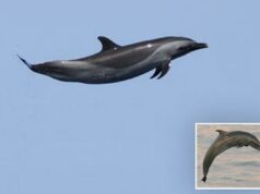 Amado mamífero marinho apelidado de ‘Michael Jordan’ por ato insano que confirma a maravilha da natureza Amado mamífero marinho apelidado de 'Michael Jordan' por ato insano que confirma a maravilha da natureza