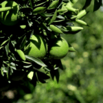 As exportações de frutas da África do Sul enfrentam atrasos enquanto a guerra no Irã interrompe o transporte