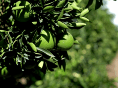 As exportações de frutas da África do Sul enfrentam atrasos enquanto a guerra no Irã interrompe o transporte As exportações de frutas da África do Sul enfrentam atrasos enquanto a guerra no Irã interrompe o transporte