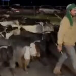 As pessoas estão rastreando este pastor que foge dos ataques israelenses no Líbano