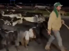 As pessoas estão rastreando este pastor que foge dos ataques israelenses no Líbano As pessoas estão rastreando este pastor que foge dos ataques israelenses no Líbano