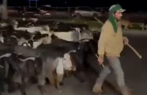 As pessoas estão rastreando este pastor que foge dos ataques israelenses no Líbano As pessoas estão rastreando este pastor que foge dos ataques israelenses no Líbano