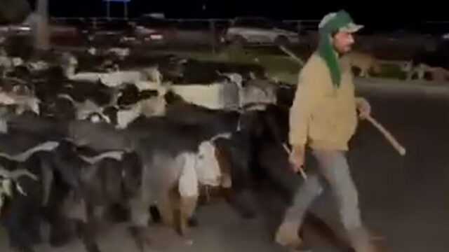 As pessoas estão rastreando este pastor que foge dos ataques israelenses no Líbano
