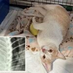 Assassino de gatos à solta em Los Angeles enquanto dezenas são encontrados mortos