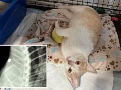 Assassino de gatos à solta em Los Angeles enquanto dezenas são encontrados mortos Assassino de gatos à solta em Los Angeles enquanto dezenas são encontrados mortos