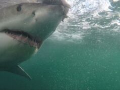 Ataques mortais de tubarões não provocados aumentam 125% globalmente em 2025: estudo Um close de um grande tubarão branco chamado