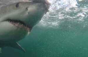 Ataques mortais de tubarões não provocados aumentam 125% globalmente em 2025: estudo Um close de um grande tubarão branco chamado