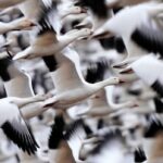 Ícone de conversão de texto em fala