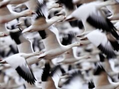 Avicultores de Alberta se preparam para a migração na primavera após o aumento de casos de gripe aviária no ano passado Ícone de conversão de texto em fala