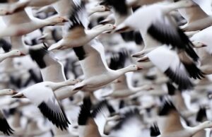 Avicultores de Alberta se preparam para a migração na primavera após o aumento de casos de gripe aviária no ano passado Ícone de conversão de texto em fala