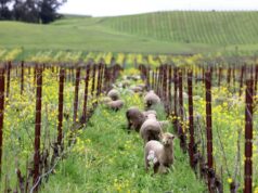 Baixa camada de neve e temperaturas mais altas causam preocupação para cientistas e agricultores da Bay Area Miguel Nopales, funcionário da Arbor Fence Inc., coloca...