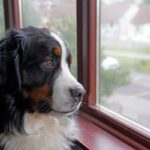 Bernese Mountain Dog assusta ladrões e fica histérico com imagens de câmeras domésticas