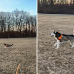 Blind Husky ensinou 1 comando especial - o que isso significa para a liberdade derrete corações