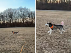 Blind Husky ensinou 1 comando especial – o que isso significa para a liberdade derrete corações Blind Husky ensinou 1 comando especial - o que isso significa para a liberdade derrete corações