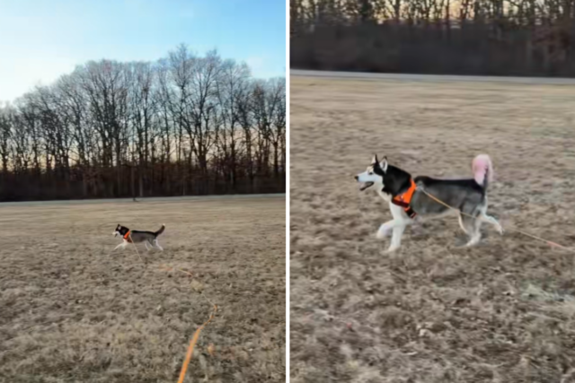 Blind Husky ensinou 1 comando especial - o que isso Blind Husky ensinou 1 comando especial - o que isso significa para a liberdade derrete corações