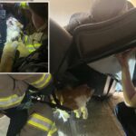 A polícia e os bombeiros resgatam um gato laranja e branco preso em uma poltrona reclinável.