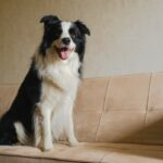 Border Collie dá à luz - proprietário fica surpreso com a raça do cachorrinho: 'Impossível'