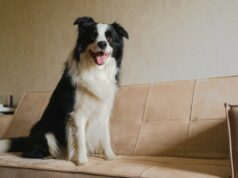 Border Collie dá à luz – proprietário fica surpreso com a raça do cachorrinho: ‘Impossível’ Border Collie dá à luz - proprietário fica surpreso com a raça do cachorrinho: 'Impossível'