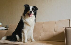 Border Collie dá à luz – proprietário fica surpreso com a raça do cachorrinho: ‘Impossível’ Border Collie dá à luz - proprietário fica surpreso com a raça do cachorrinho: 'Impossível'