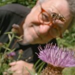 Martin Dohrn (na foto) foi confrontado com o dilema clássico do cineasta da vida selvagem, em uma escala minuciosa, enquanto apontava sua câmera para um buraco na parede em My Garden Of A Thousand Bees