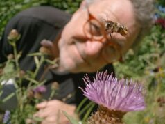 CHRISTOPHER STEVENS analisa a TV da noite passada: Esta filmagem surpreendente de abelhas acariciando foi hipnotizante Martin Dohrn (na foto) foi confrontado com o dilema clássico do cineasta da vida selvagem, em uma escala minuciosa, enquanto apontava sua câmera para um buraco na parede em My Garden Of A Thousand Bees