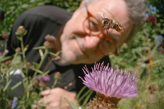 CHRISTOPHER STEVENS analisa a TV da noite passada: Esta filmagem Martin Dohrn (na foto) foi confrontado com o dilema clássico do cineasta da vida selvagem, em uma escala minuciosa, enquanto apontava sua câmera para um buraco na parede em My Garden Of A Thousand Bees