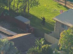 Caçada suburbana em andamento por homem sem camisa acusado de atropelar carro da polícia Caçada suburbana em andamento em Brisbane por homem sem camisa acusado de atropelar carro da polícia