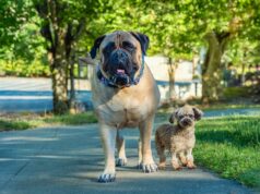 Cachorro Grande ou Cachorro Pequeno? O que sua escolha diz sobre você, segundo especialista Cachorro Grande ou Cachorro Pequeno? O que sua escolha diz sobre você, segundo especialista