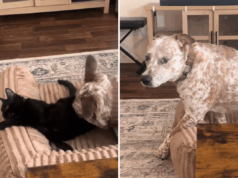 Cachorro fica muito perto de gato mais novo – irmão mais velho intervém para ‘proteger’ Cachorro fica muito perto de gato mais novo – irmão mais velho intervém para ‘proteger’