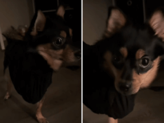 Cachorro late para cachorro deficiente – o dono lida com isso da melhor maneira Cachorro late para cachorro deficiente – o dono lida com isso da melhor maneira