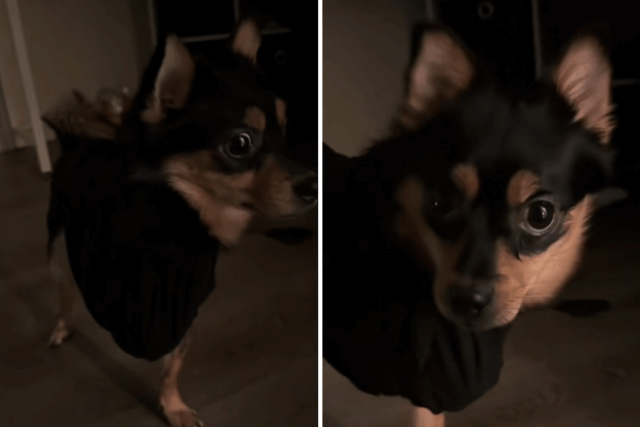 Cachorro late para cachorro deficiente – o dono lida com isso da melhor maneira
