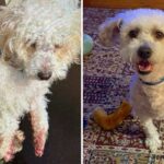 Dog found with rubber bands on feet