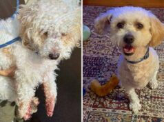 Cachorro que perdeu a perna por causa dos elásticos nas patas precisa de um novo lar Dog found with rubber bands on feet