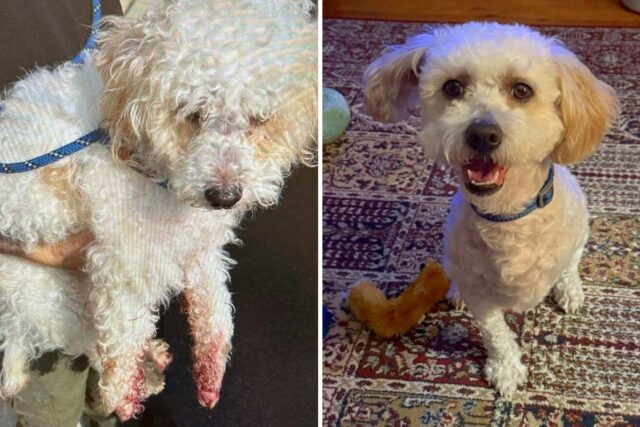 Dog found with rubber bands on feet