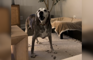 Cachorro sênior começa a latir todas as noites às 20h – as pessoas acham que sabem por quê Mae the senior dog.