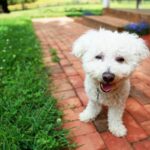 Cachorro vê novo quintal pela primeira vez, mas sua resposta não decepciona