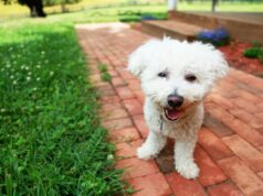 Cachorro vê novo quintal pela primeira vez, mas sua resposta não decepciona Cachorro vê novo quintal pela primeira vez, mas sua resposta não decepciona