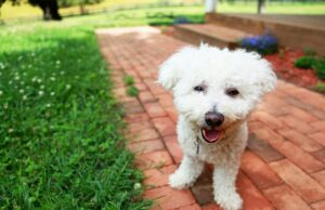 Cachorro vê novo quintal pela primeira vez, mas sua resposta não decepciona Cachorro vê novo quintal pela primeira vez, mas sua resposta não decepciona