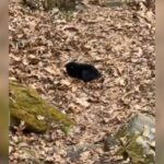 Hikers spot bear cub